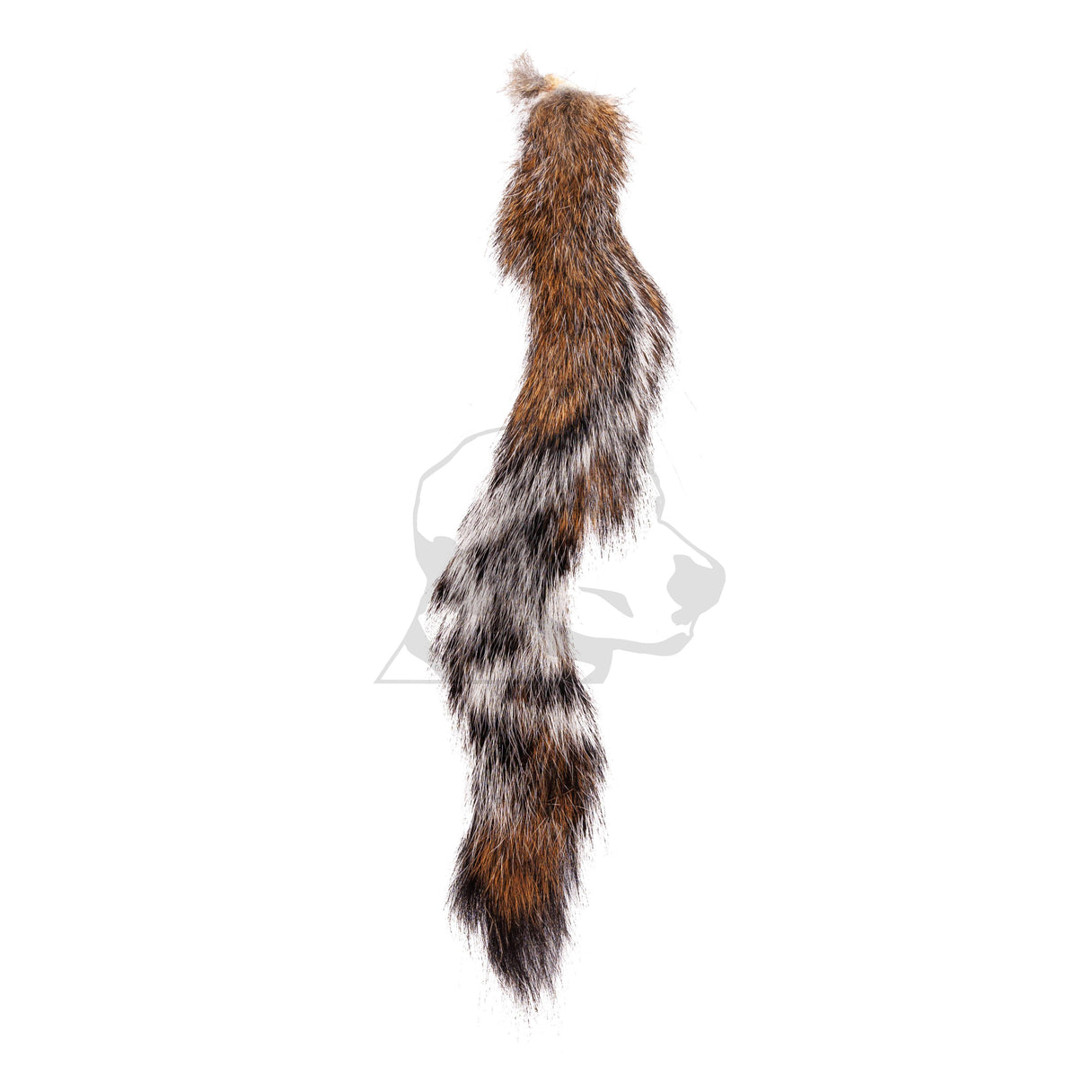 Squirrel Tail