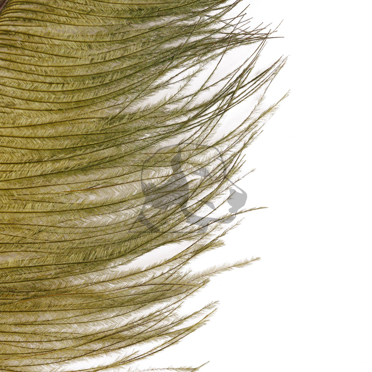 Ostrich Plume