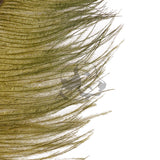 Ostrich Plume
