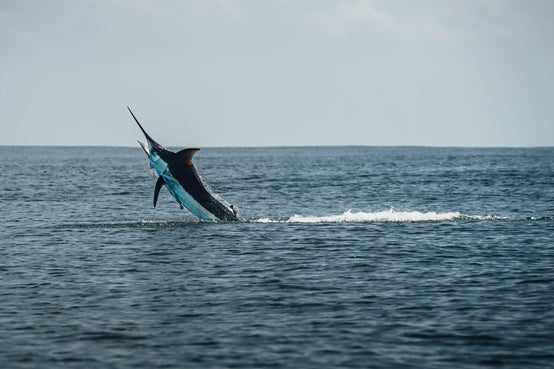 lodge 4Corners - Marvista.