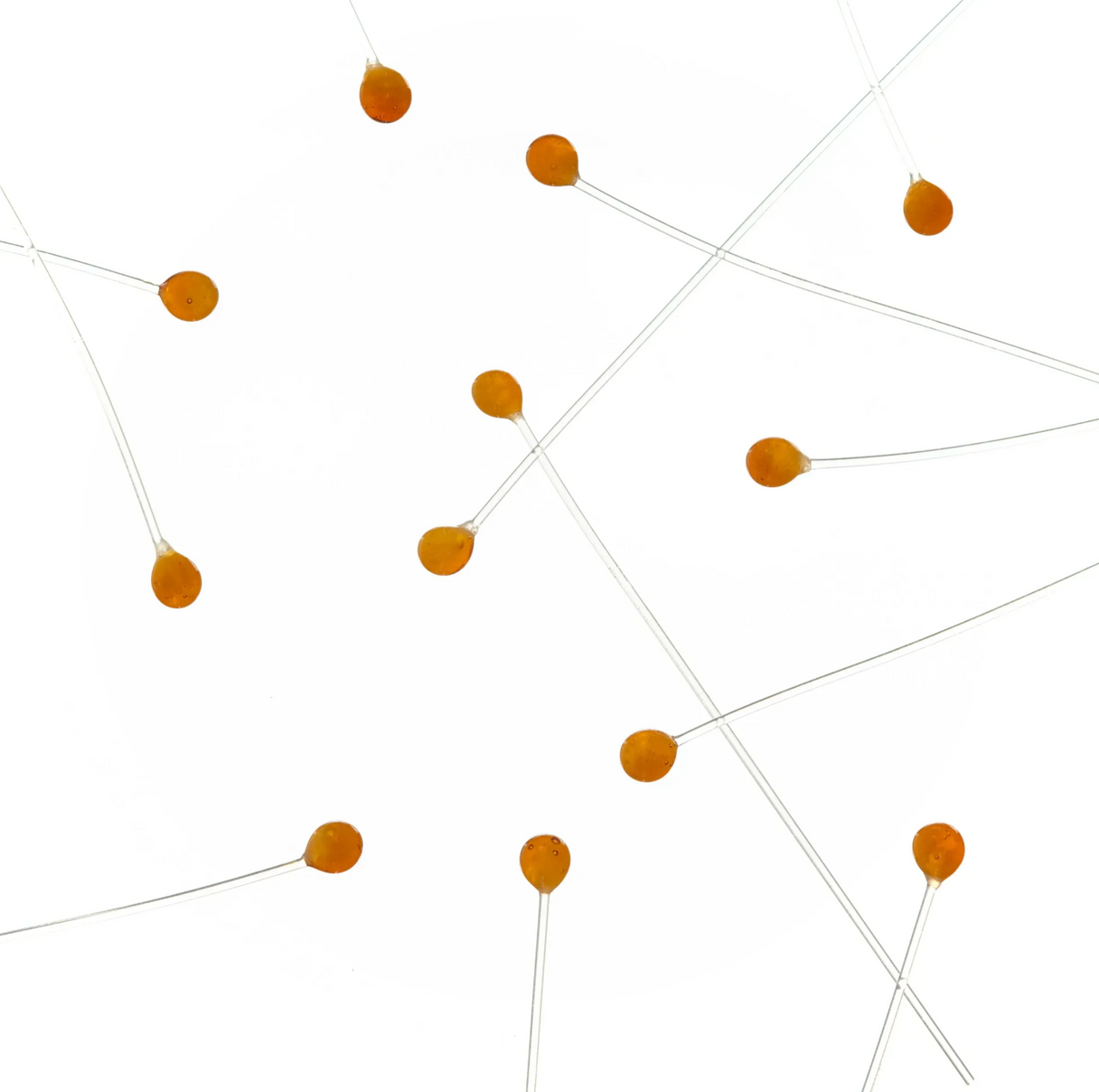 EP Crab / Shrimp Eyes