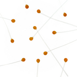 EP Crab / Shrimp Eyes