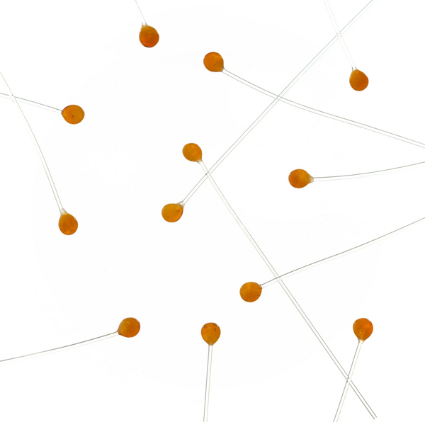 EP Crab / Shrimp Eyes