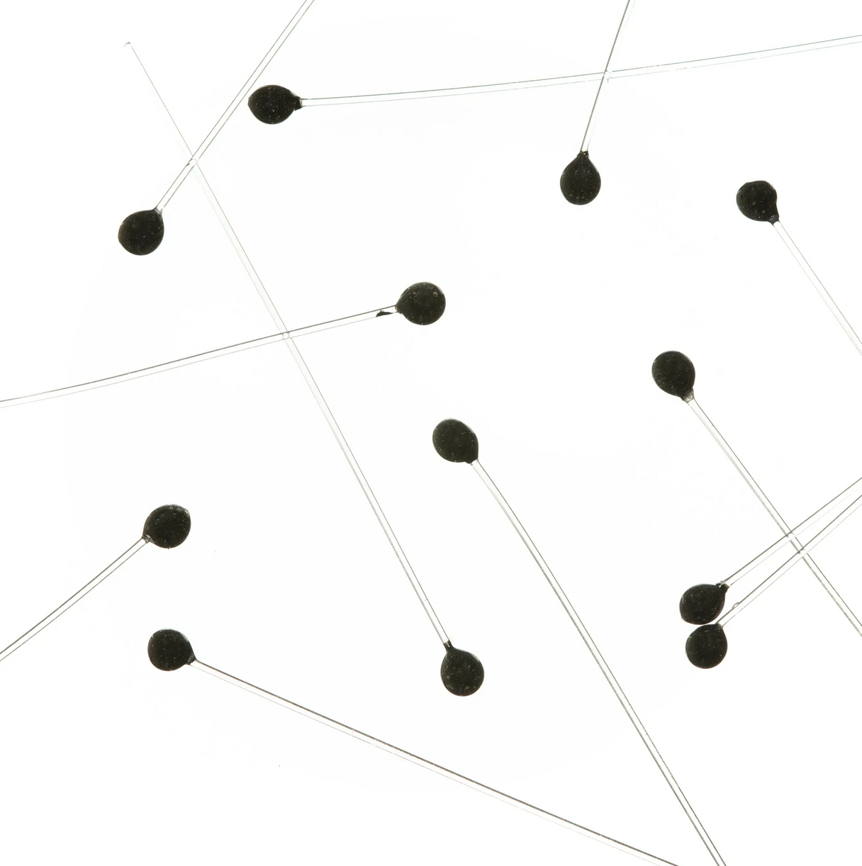 EP Crab / Shrimp Eyes