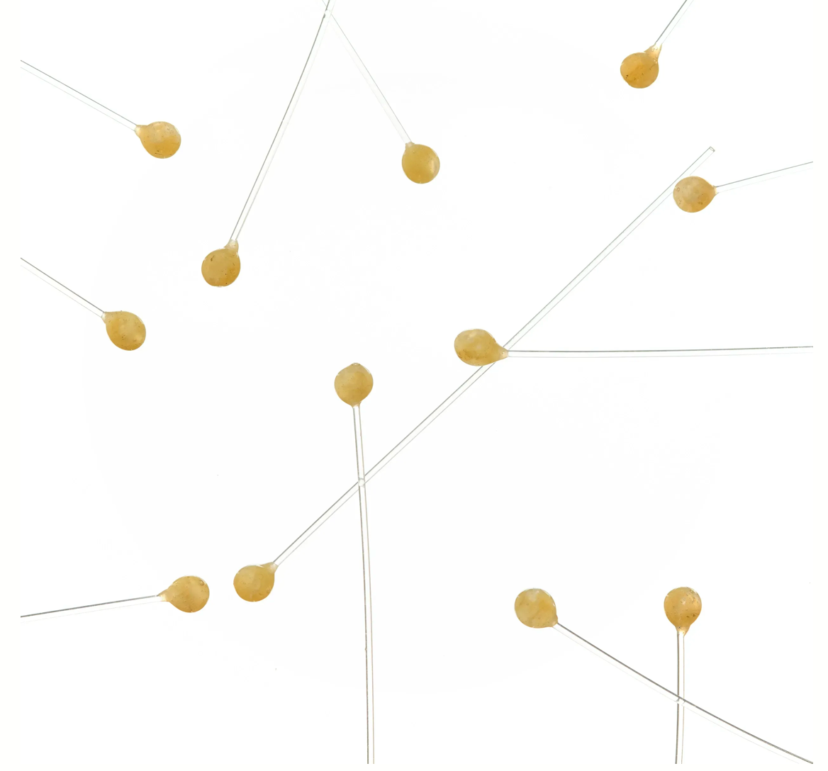 EP Crab / Shrimp Eyes