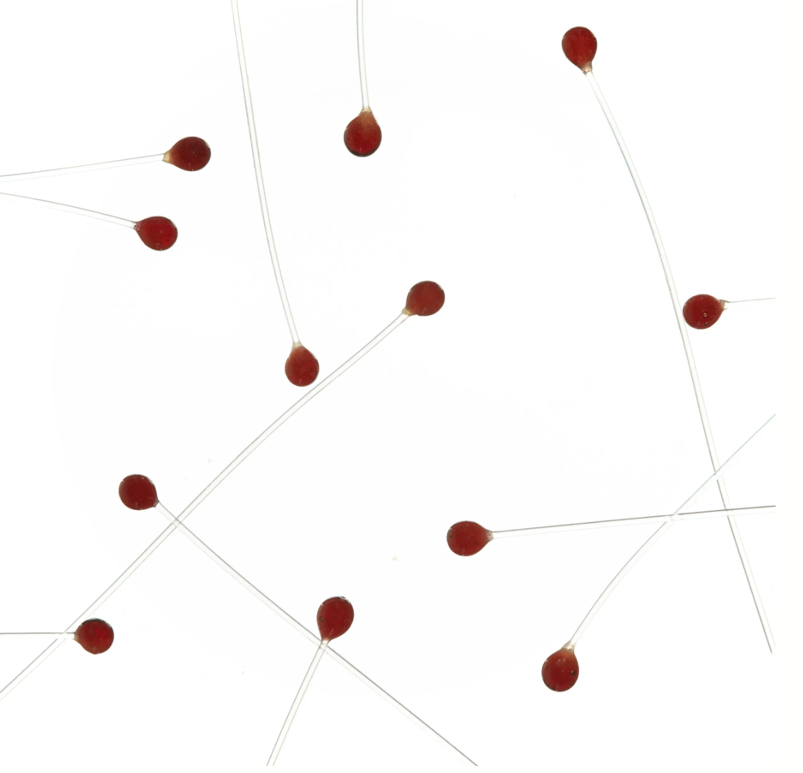 EP Crab / Shrimp Eyes