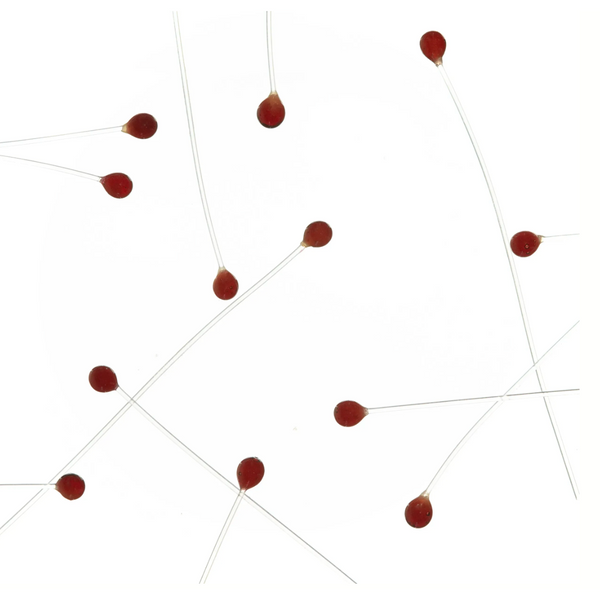 EP Crab / Shrimp Eyes