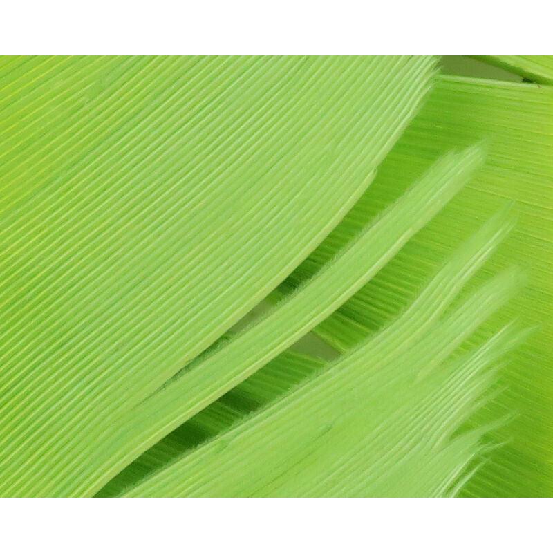 Turkey Biot Quills