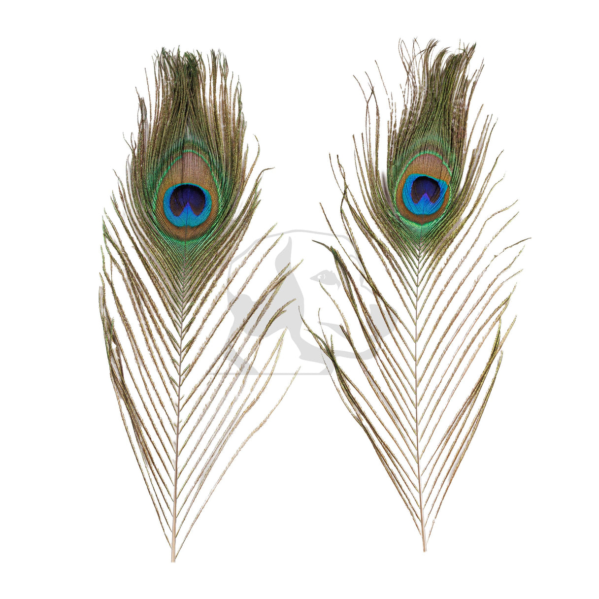 Peacock Eyes - Natural