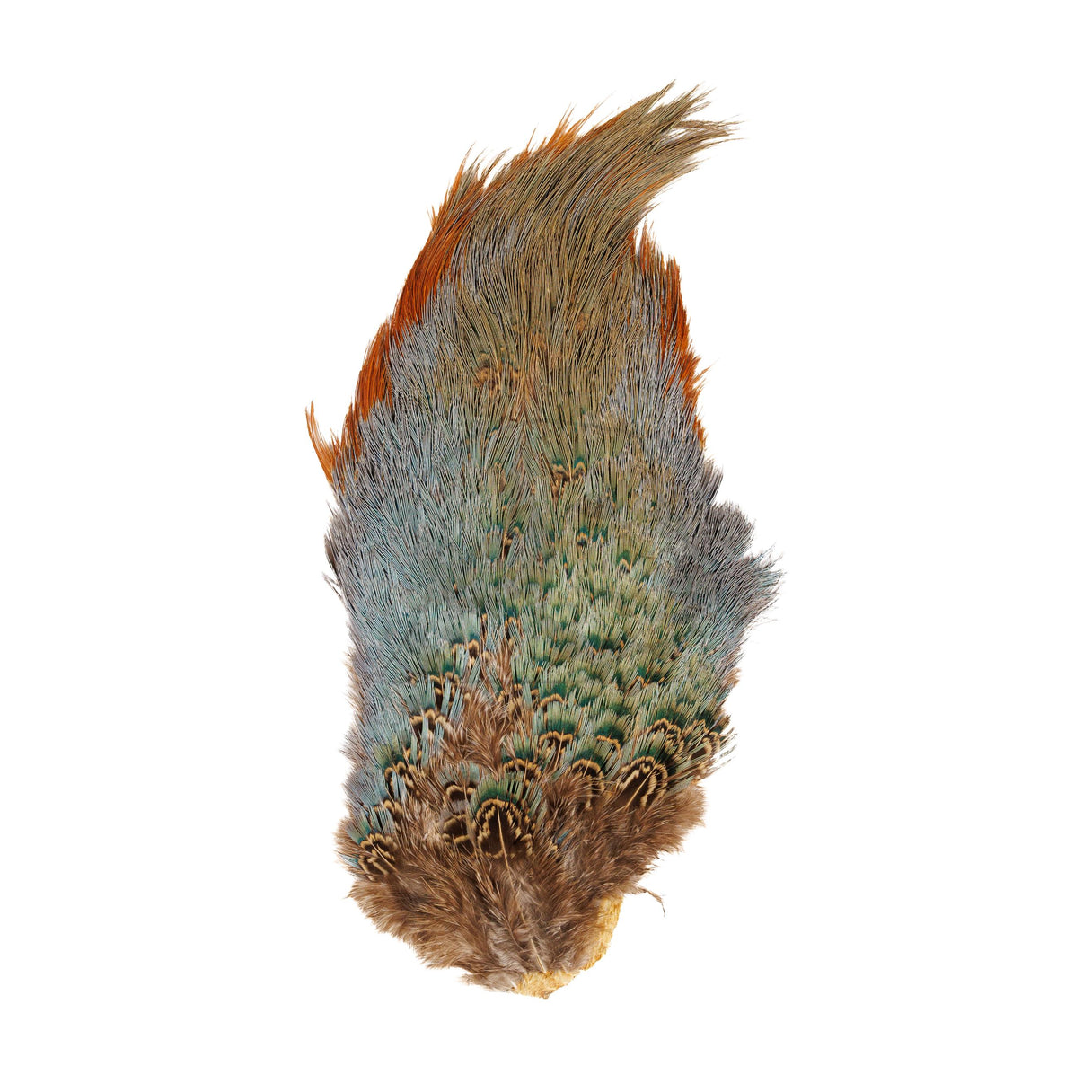 Ringneck Pheasant Rump Patch