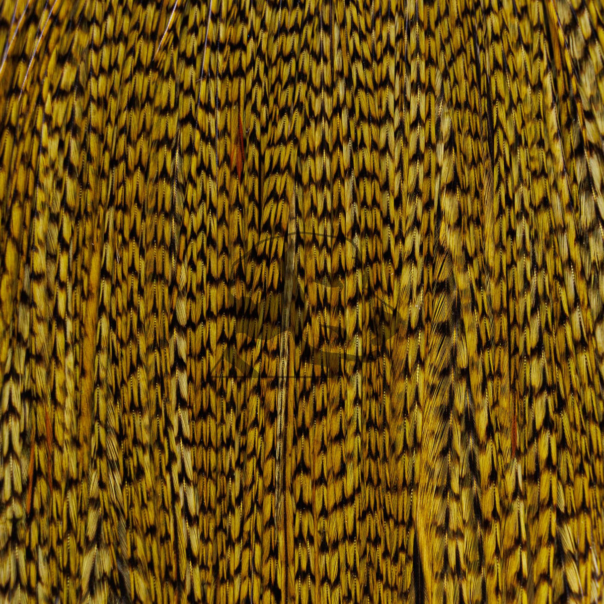 Whiting Farms Rooster Cape - Pro Grade