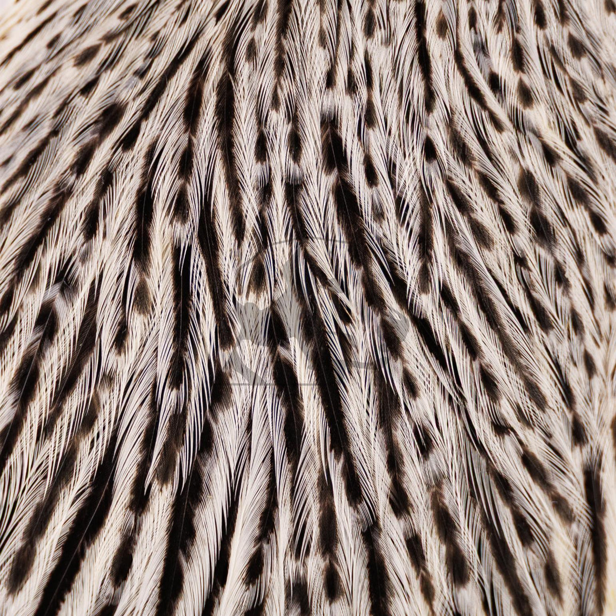 Whiting Farms Hebert Miner Hen Cape