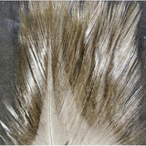 Coq De Leon