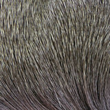 Deer Body Hair