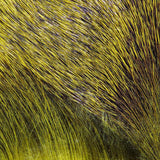 Deer Body Hair