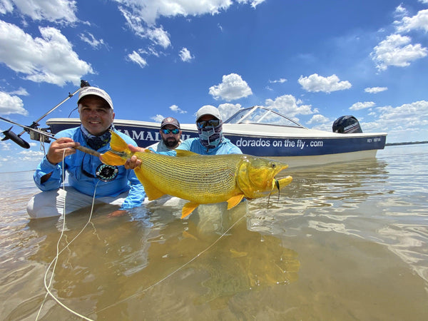 Pinti's Dorado on the Fly
