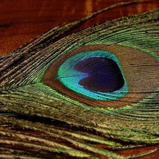 Peacock Eyes - Natural