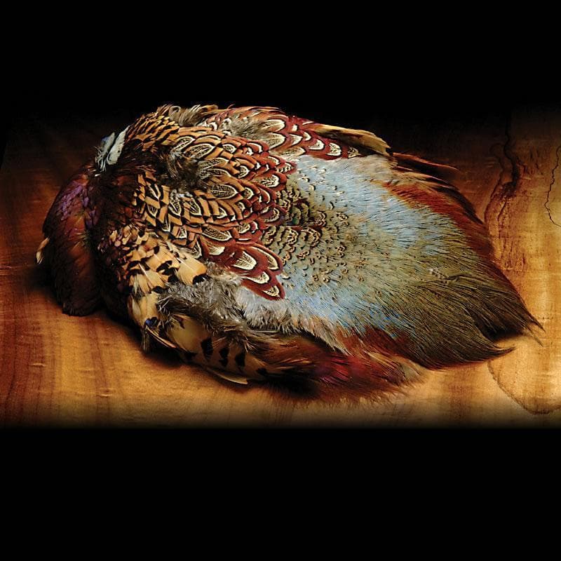 Rooster Pheasant Skin No Tail
