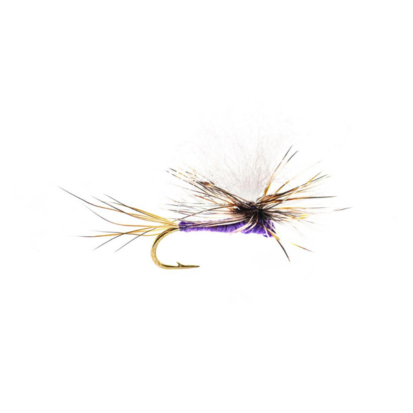 Purple Haze Size 12