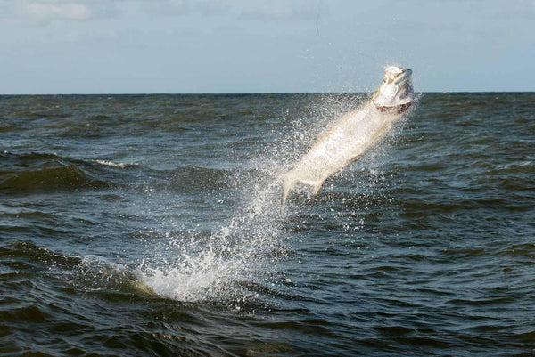 Rio Colorado Tarpon Camp