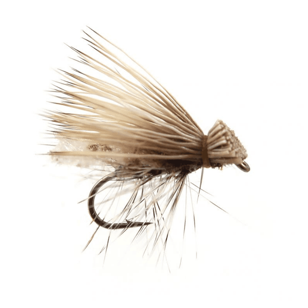 YFG Spruce Moth 14